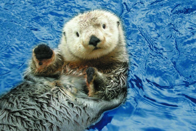 Sea Otter Fun Facts National Geographic