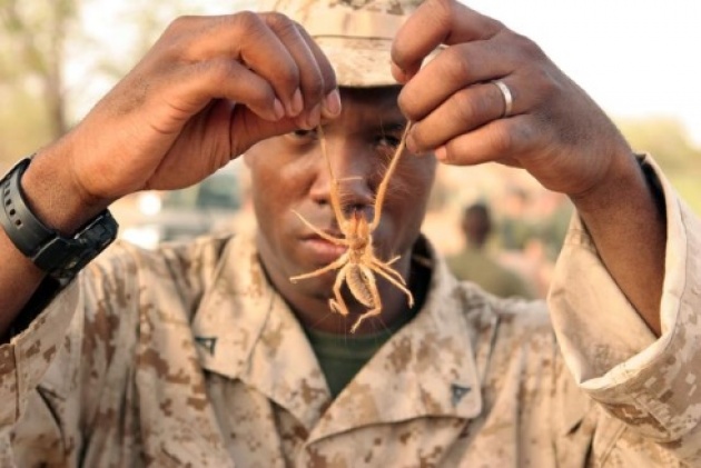 Camel Spider Size Comparison