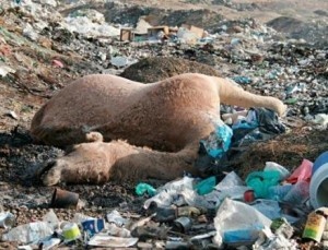 Plastic Pollution.......