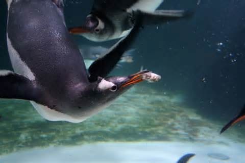 penguins emperor eating catching characteristics