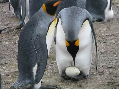 Emperor Penguins