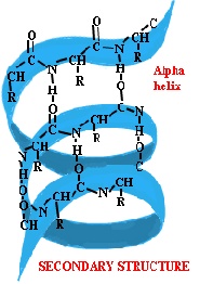 alpha structure of protein