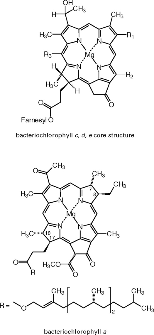 chlorophyll structure and function