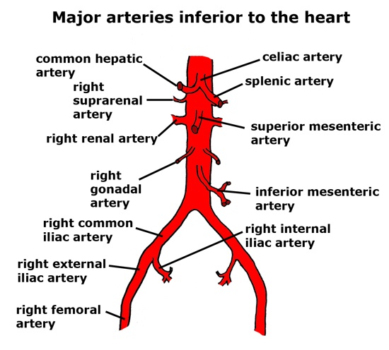 Circulatery System Of Human Blood and their function