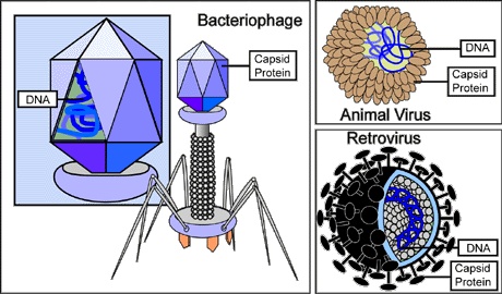 Structure And Composition Of Viruses