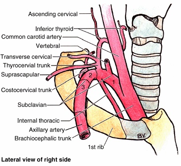 Circulatery System Of Human Blood and their function