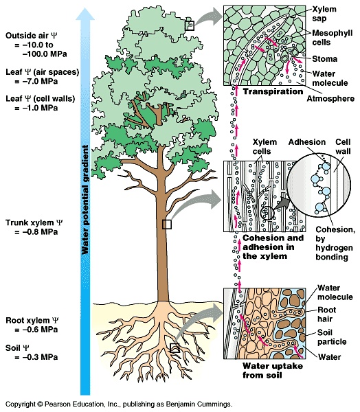 How Transpiration Pull Occurs In Plants