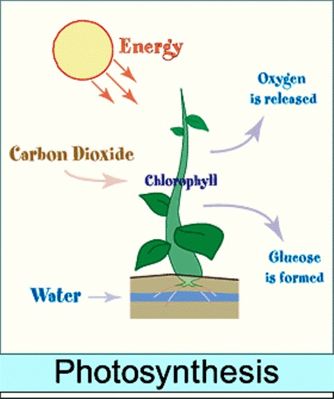 chlorophyll in plants diagram