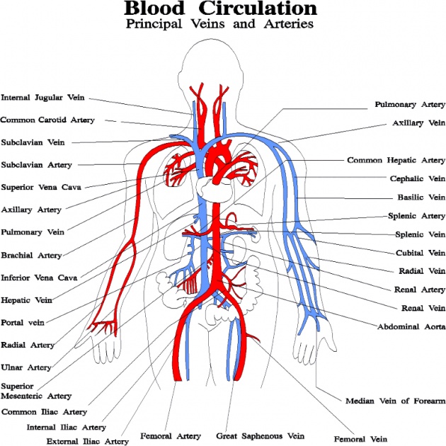 Circulatery System Of Human Blood And Their Function