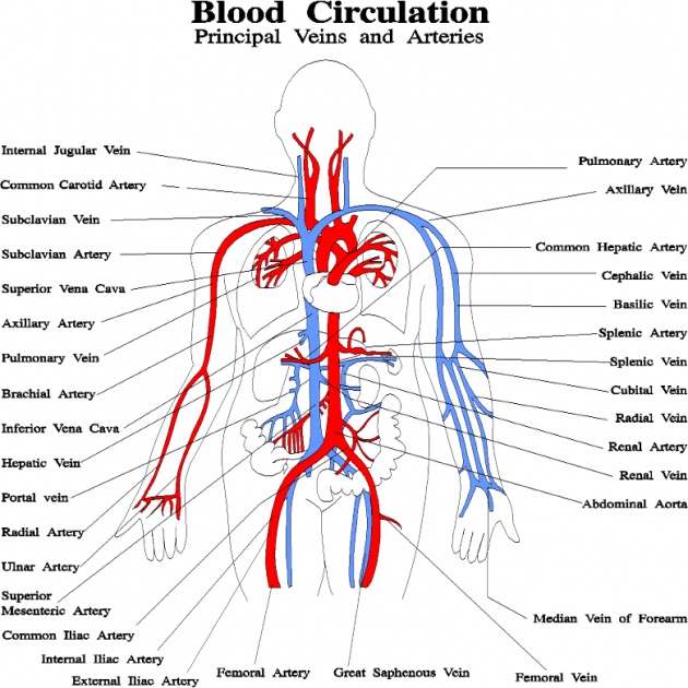 Aorta Artery Function