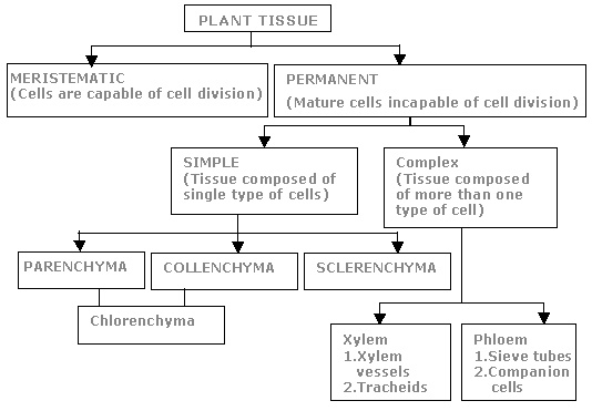 Classification Of Plants Tissues And Their Function