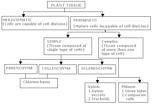 simple tissue in plants