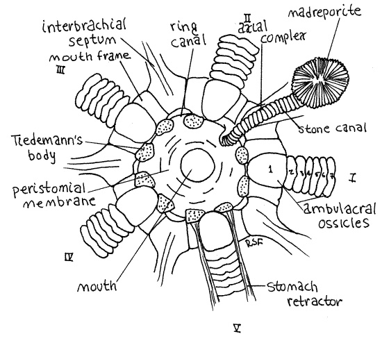 Water Vascular System Of Star Fish