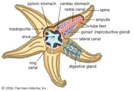 Water Vascular System Of Star Fish