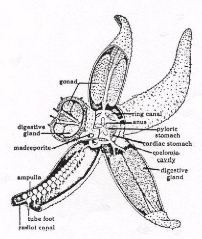 Water Vascular System Of Star Fish