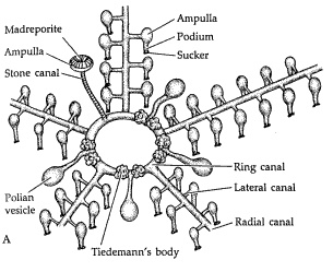 Water Vascular System Of Star Fish