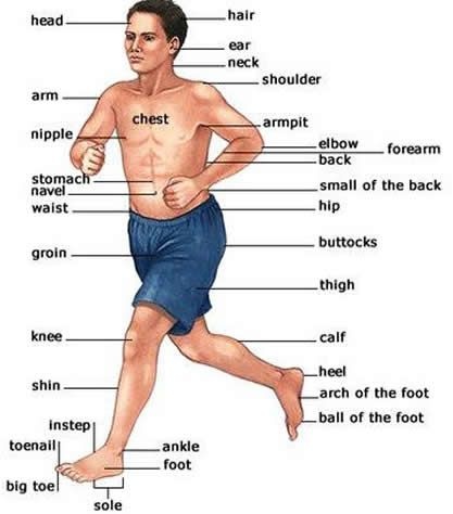 HUMAN BODY PARTS (Part-1)