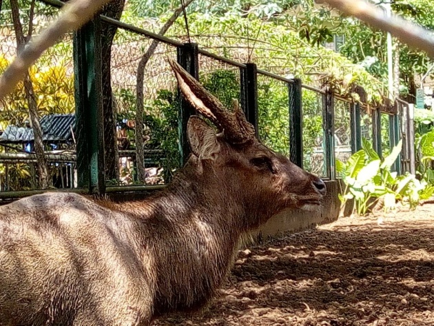 wildlife_in_albay