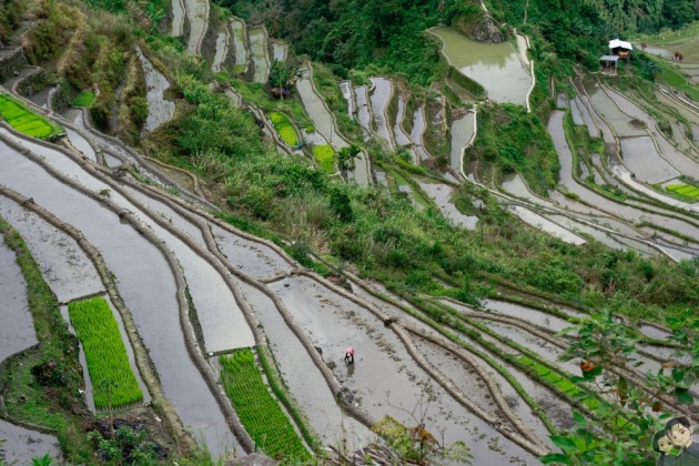 rice_terraces