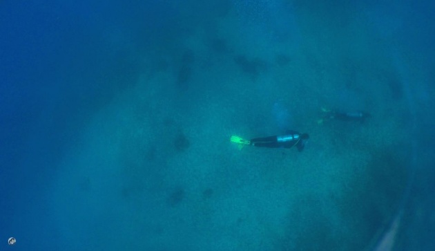 whaleshark_underwater_video