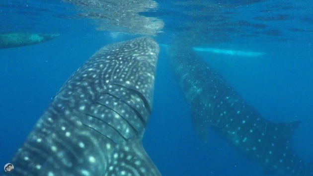 oslob_whalesharks