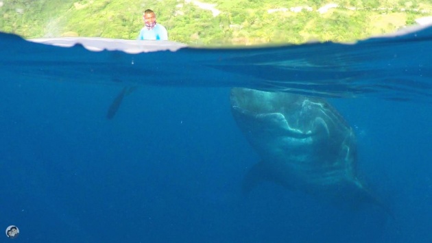 whalesharks_oslob_cebu