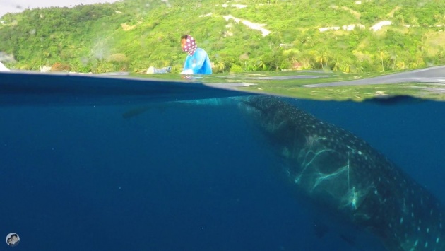 swimming_with_whalesharks