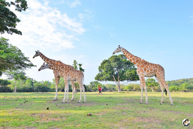 calauit_safari_park