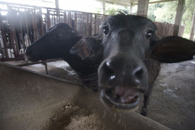 ubay_bohol_dairy_farm