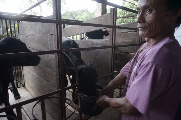 carabao_milk_production