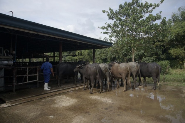 ubay_carabao_farm