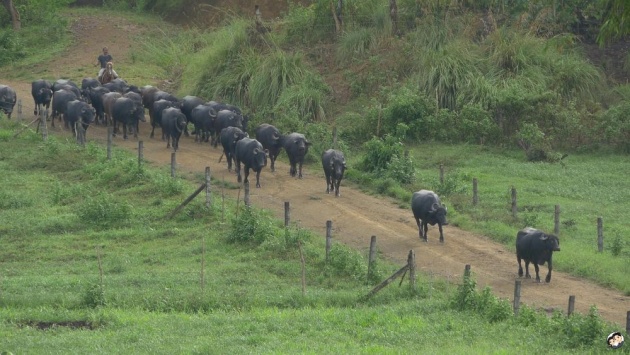 ubay_carabao_farm