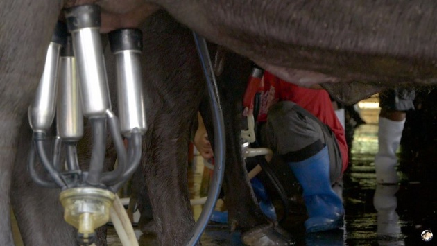 carabao_hand_milking