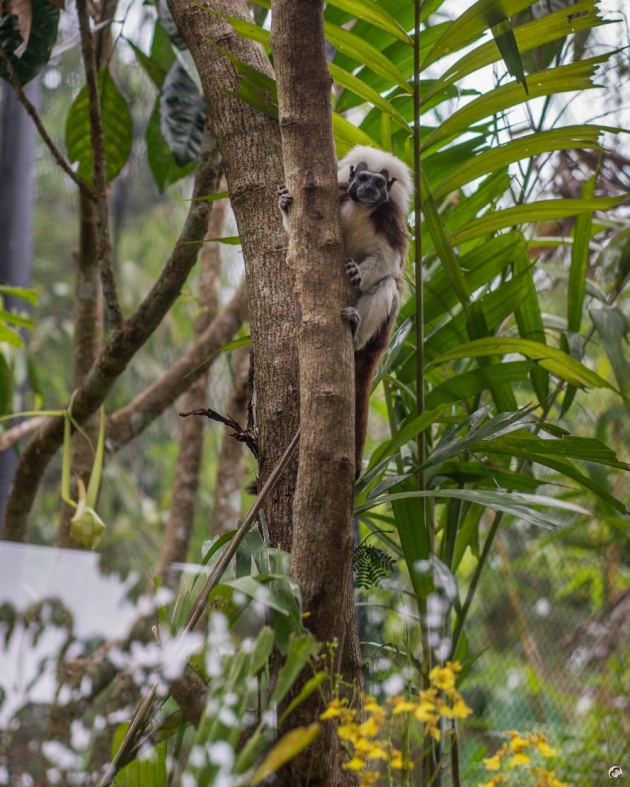 cebu_safari_park