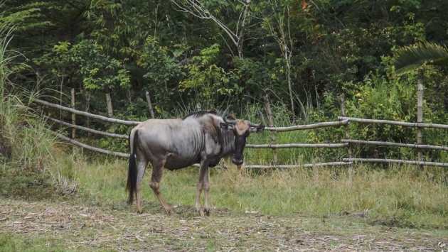 cebu_safari