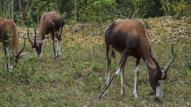 cebu_zoo