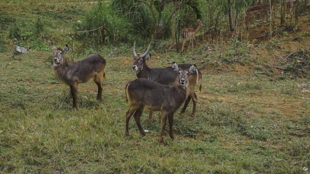 cebu_safari_and_adventure_park