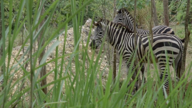 safari_in_the_philippines