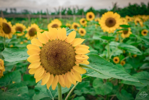 marianos_blooming_agri_tourism_park