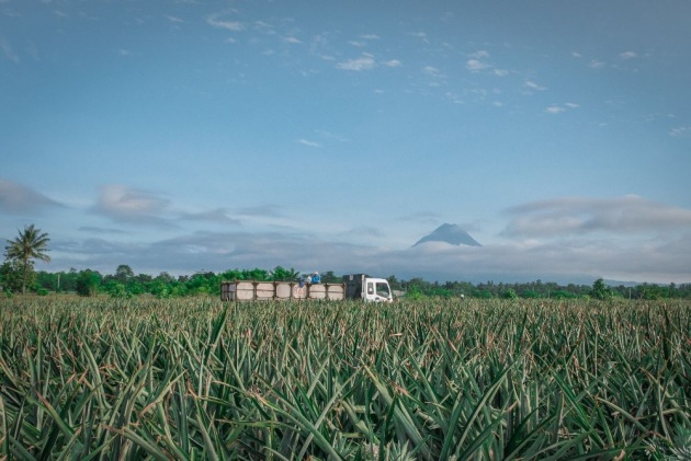 philippines_pineapple