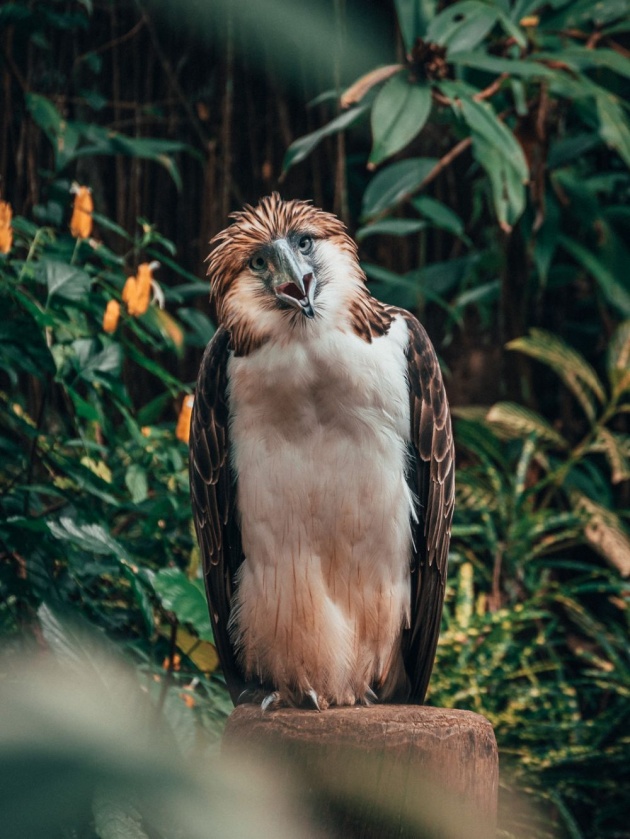 philippine_eagle_center