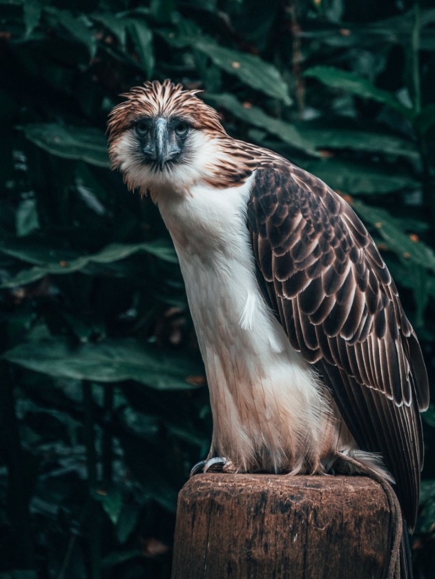 philippine_eagle_center_tour