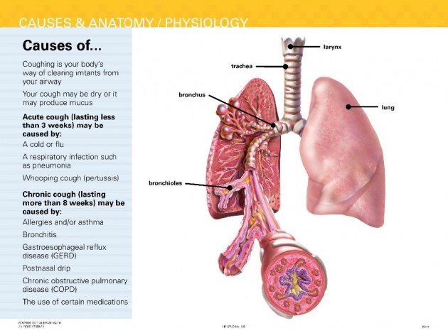 Meant to cause. Pathogenesis of whooping cough. Whooping cough treatment. Whooping cough Symptoms.