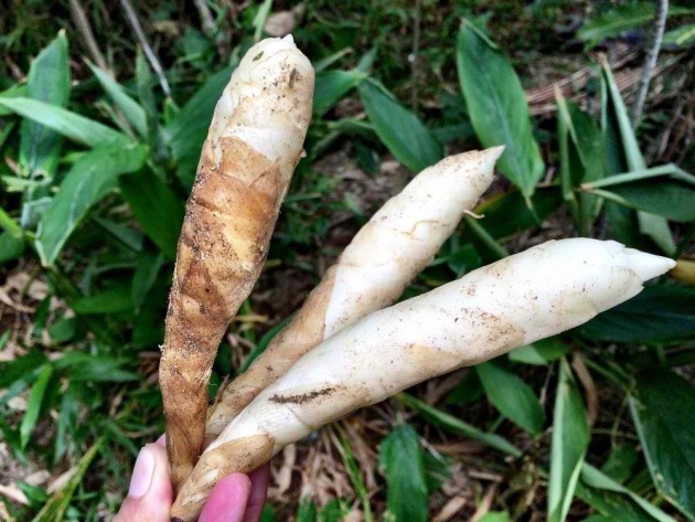 yummy-root-crops