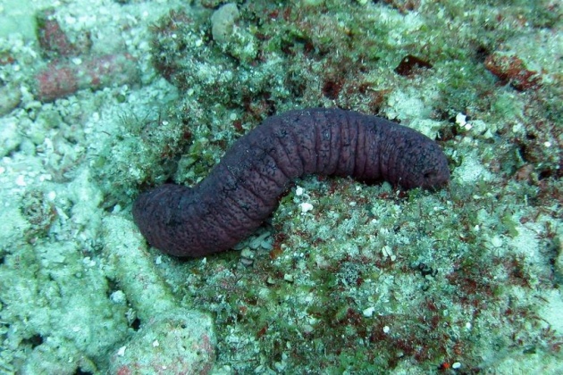 snorkeling