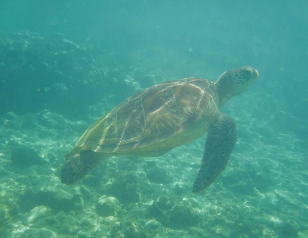 sea_turtles