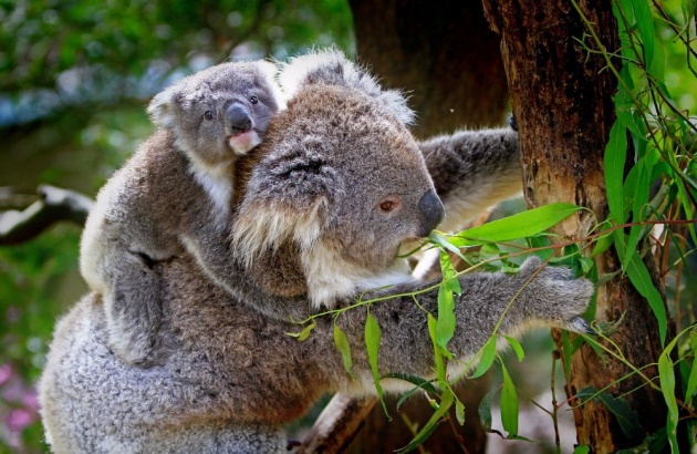 koala_facts