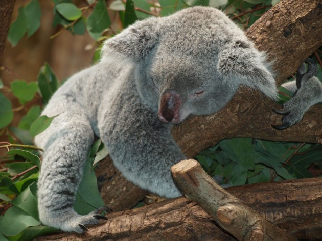 animal_koala
