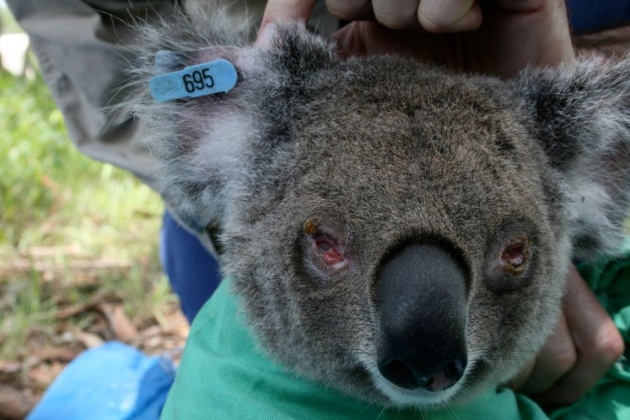 koala_eucalyptus