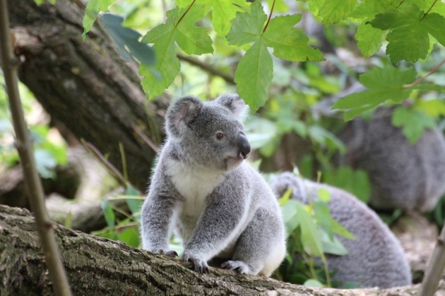 koalas_australia